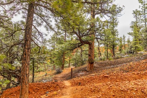 The trees and the red sandy rocks at the Red Canyon in the Dixie National Forest, Utah, USA