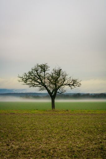 A beautiful view of a lonely leafless tree in a green field against cloudy sky