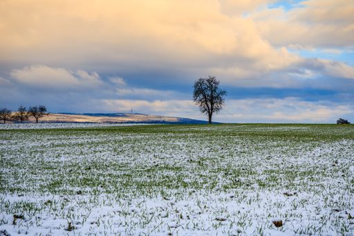 A beautiful view of the leafless tree in a green field covered with snow against blue cloudy sky