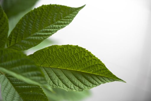 A selective focus shot of growing green plants on a white background