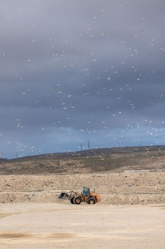 A vertical shot of a truck in a field under the clear skies full of birds