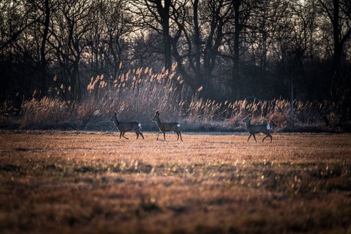 3 deer standing in the field in the evening sun