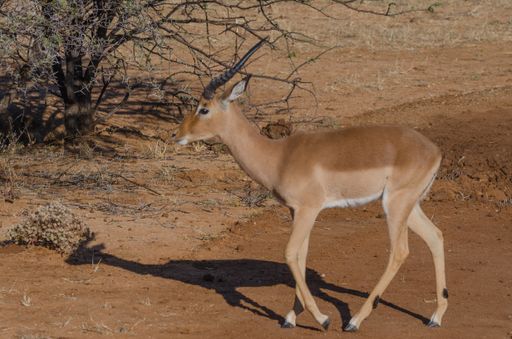 A lonely impala walking in a desert safari and looking at camera