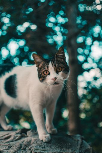 A vertical selective shot of a brown and white cat on the blurry background of trees