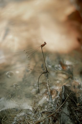 A closeup of a tiny dragonfly on a stick