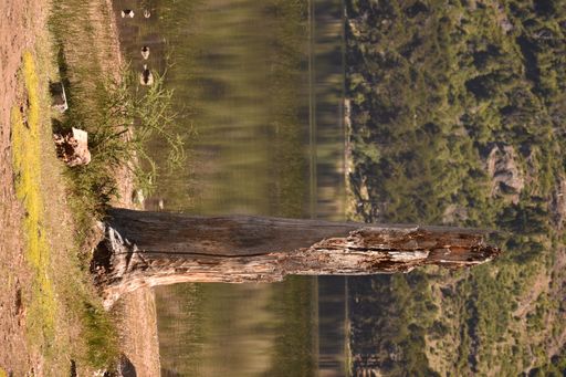 A vertical shot of tree stump in forest in background of pond