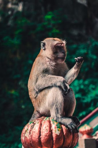 A vertical selective shot of a brown monkey on the blurry background of green trees