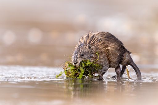 A closeup of muskrat collecting food from the river. Shallow focus. Ondatra zibethicus.