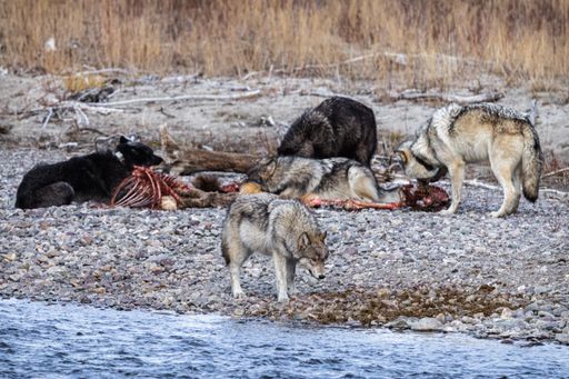 The wolves feeding on a carcass in Grand Teton National Park, Wyoming.