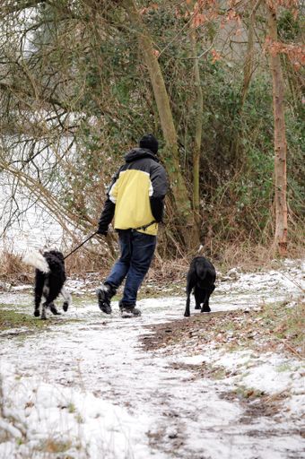 A vertical shot of the person walking with two dogs along a snow-covered path.