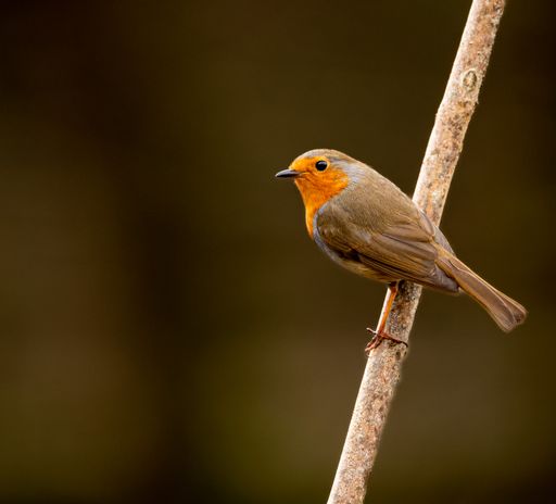 A closeup shot of a European Robin bird perched on a branch on a blurry brown background
