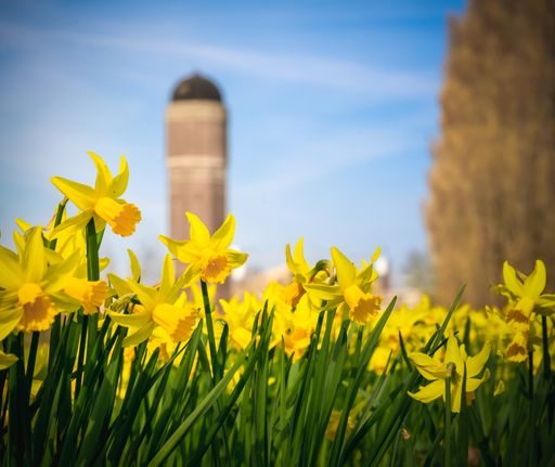 A close-up of beautiful yellow daffodil flowers with a water tower on the background, Netherlands
