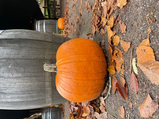 A vertical shot of a large pumpkin with wooden barrel on the background