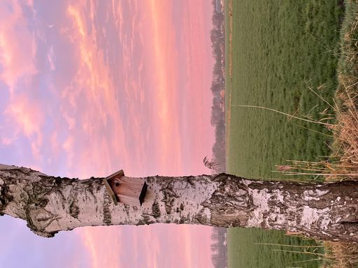 A vertical shot of tree a bird's nest on it with cloudy sky on the background