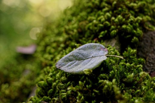 A closeup shot of a green leaf on a mossy ground with a blurred background