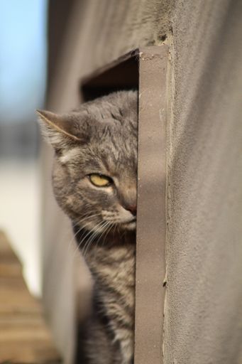 A vertical shot of an angry cat looking to the camera