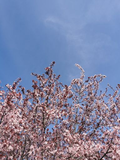 A vertical low angle shot of a tree blooming against a light blue sky