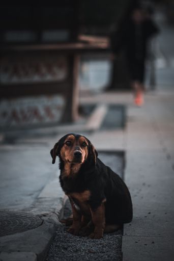 A vertical shot of a cute black and brown dog sitting on the sidewalk on a blurred background