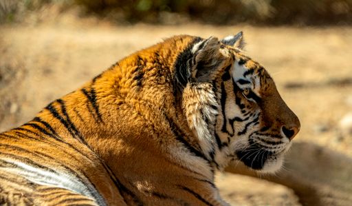 A beautiful Siberian tiger lying and resting in its natural habitat on a sunny day in summer