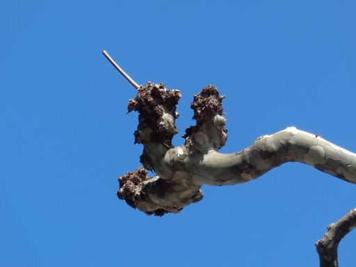 A pruned plane tree awaits spring against a blue sky in Frankfurt, Germany. A common city tree, often pruned into shape.