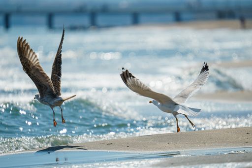 A two seagulls flying over wavy water surface