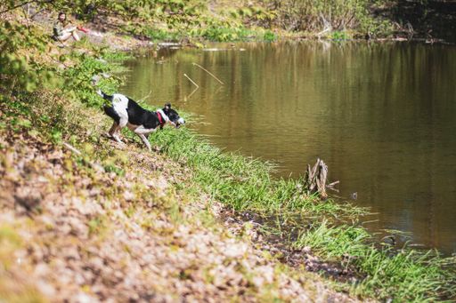 A black and white dog playing next to a pond in the daytime