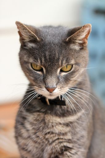 A vertical shot of a serious cat looking at the camera with a blurred background