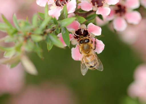 A closeup shot of a bee on pink flowers with a burred background