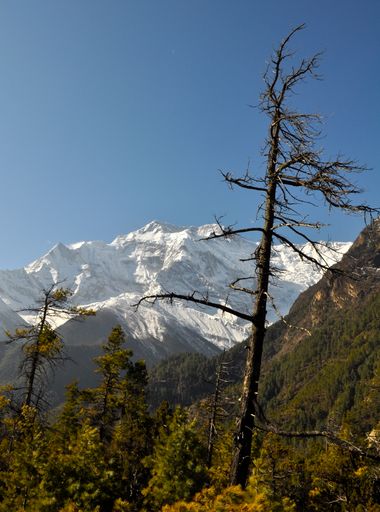 A vertical shot of  green trees with mountains covered in snow in the background