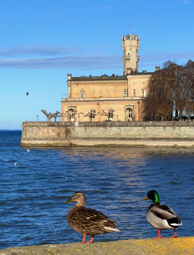 A vertical shot of two cute ducks standing near the coastline with a building on the background