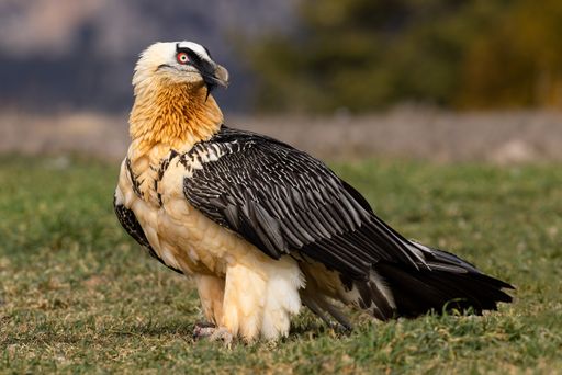 A closeup shot of a bearded vulture on the lawn against a blurred background