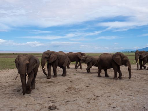A Herd of elephants in Serengeti National Park, Tanzania