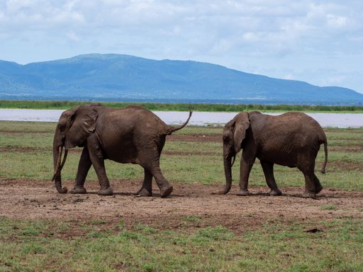 A elephant family by the lake in Serengeti National Park, Tanzania