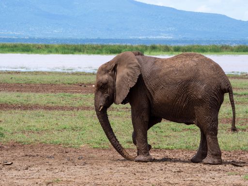An elephant walks peacefully in a green meadow near a lake in Serengeti National Park, Tanzania