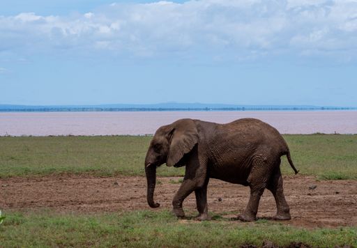 An elephant walks peacefully in a green meadow near a lake in Serengeti National Park, Tanzania