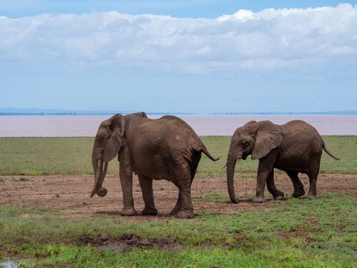 A elephant family by the lake in Serengeti National Park, Tanzania
