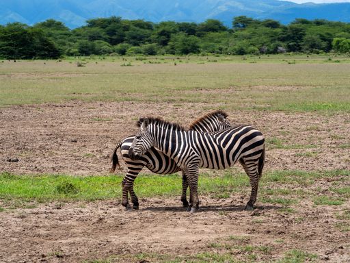 A wildlife landscape. Zebra in an amazing green meadow in Serengeti National Park, Tanzania