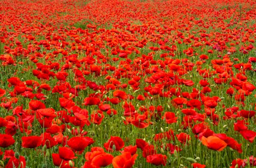 A high angle shot of a field fully covered with red poppies