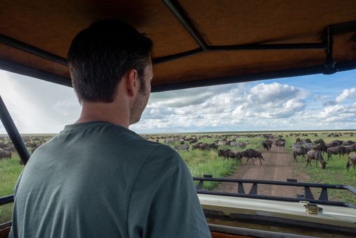 A Caucasian man in a car looking at zebras and wildebeests in the Serengeti National Park, Tanzania