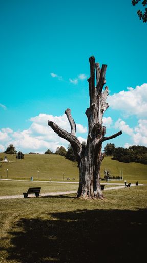 The Old oak tree in a park.