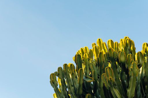 A closeup shot of the tall cactus plant with yellow flowers against a blue sky