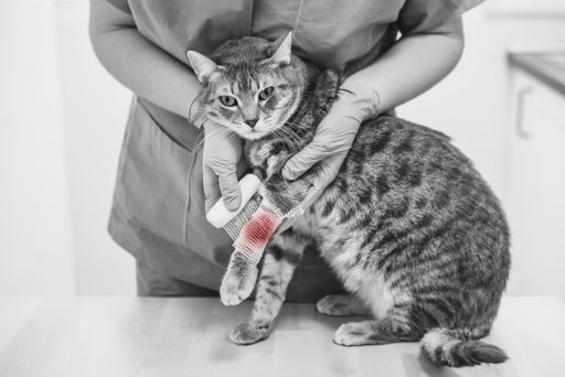 A veterinarian doctor bandaging the injured leg of a grey cat