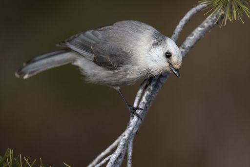 A closeup shot of  Canada Jay perched in a pine tree in Grand Teton National Park, Wyoming, USA.
