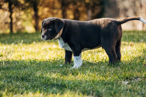 A cute mixed-breed Labrador retriever and Australian shepherd puppy dog on a green meadow