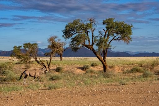 Namibia, oryx walking in the savannah, red rocks in background