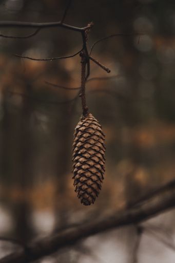 A shallow focus shot of a pine cone in the forest