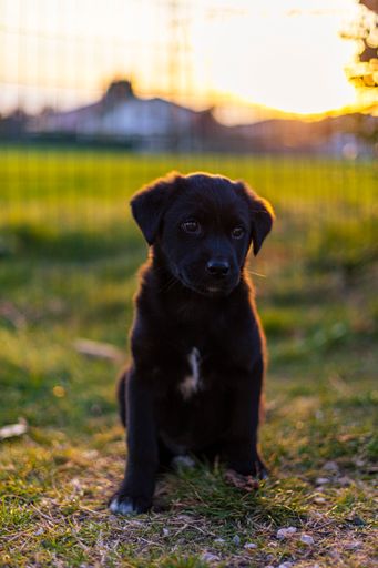 A selective focus shot of black labrador retriever puppy