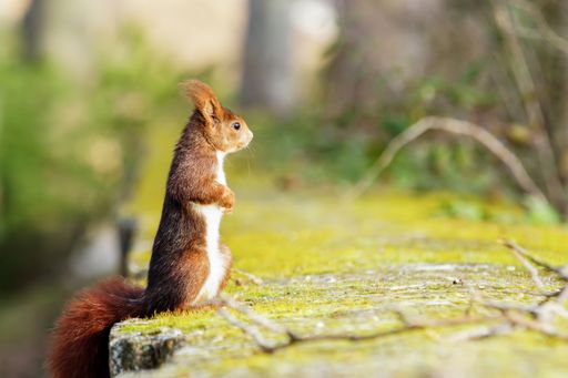 A shallow focus side profile closeup shot of a squirrel standing on the edge of a stone looking right