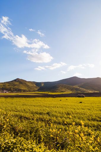 A vertical shot of a yellow field in the countryside on a sunny day