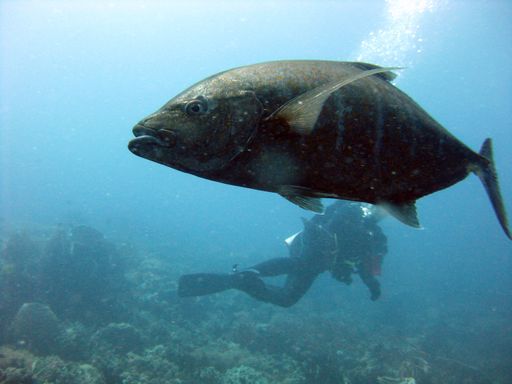 A closeup underwater shot of a big brown fish swimming nearby a diver in diving gear